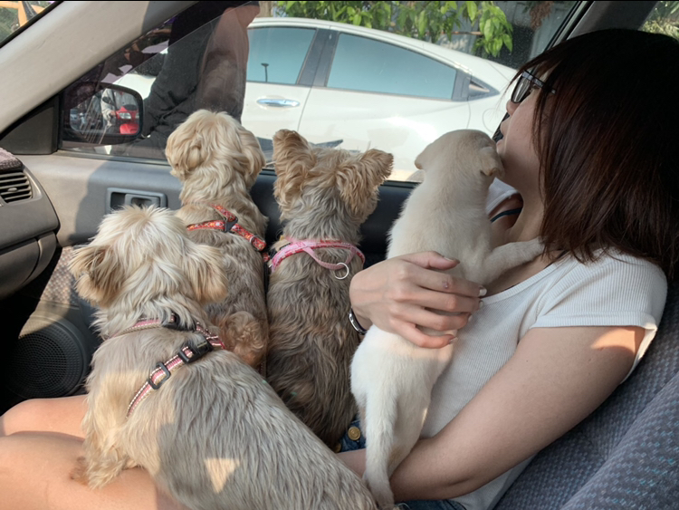 【2025寵物旅館價格全攻略】蘆洲、三民高中、徐匯中學推薦3位貓保姆｜居家寄宿vs.寵物旅館費用比較