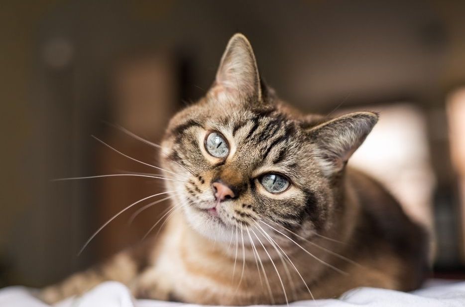 Your cat blinking at you
