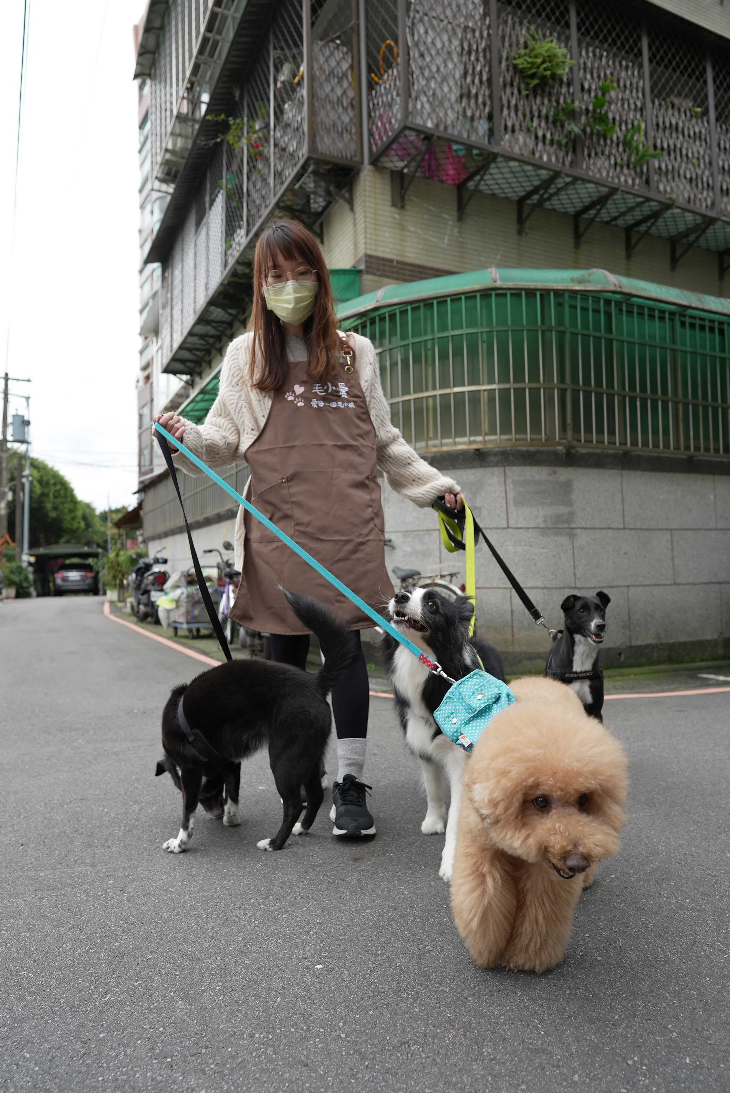 pet grooming in Taipei, Taiwan pet clinic with English service