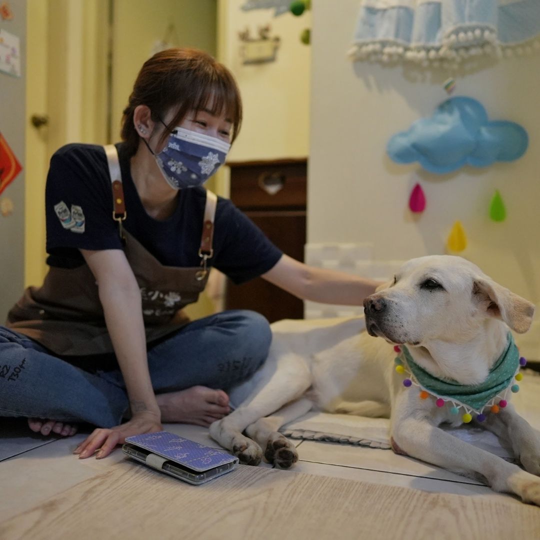 板橋土城區域寵物住宿推薦