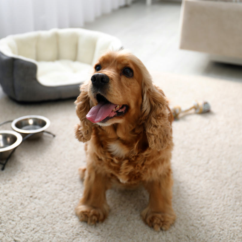 【2025桃園區貓旅館推薦】9間安心貓咪住宿總整理｜費用評價＋貓保姆照顧懶人包｜毛小愛精選