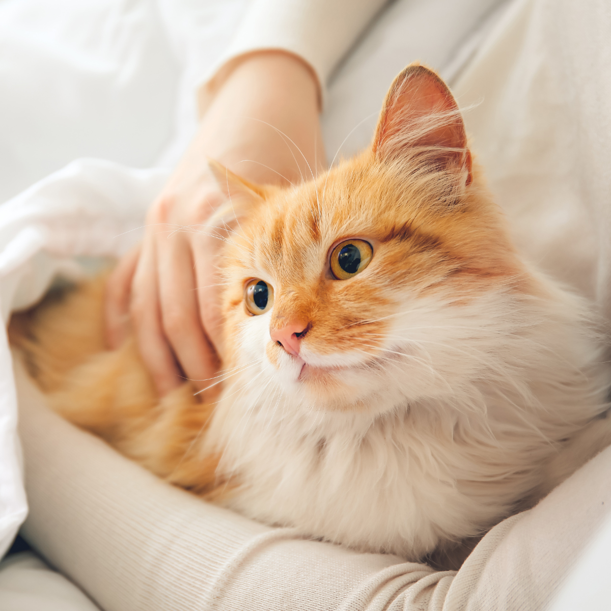 一對一照顧，讓貓咪獲得更多的關注