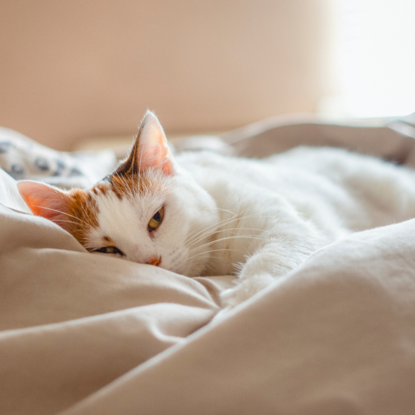 【2025貓旅館注意事項】6種貓咪不適合住貓旅館的原因與替代照顧建議｜毛小愛推薦保姆照護選項