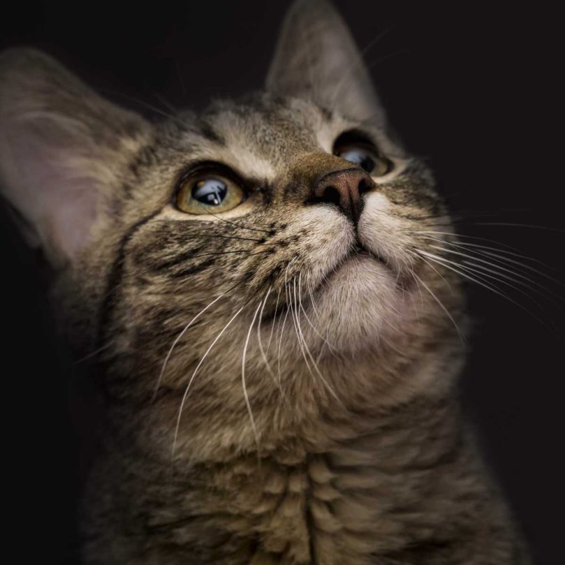 貓咪瞳孔放大、瞇瞇眼代表什麼？6種眼神解讀情緒＋3大健康警訊