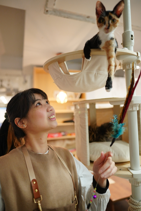 使用寵物安親班的貓咪