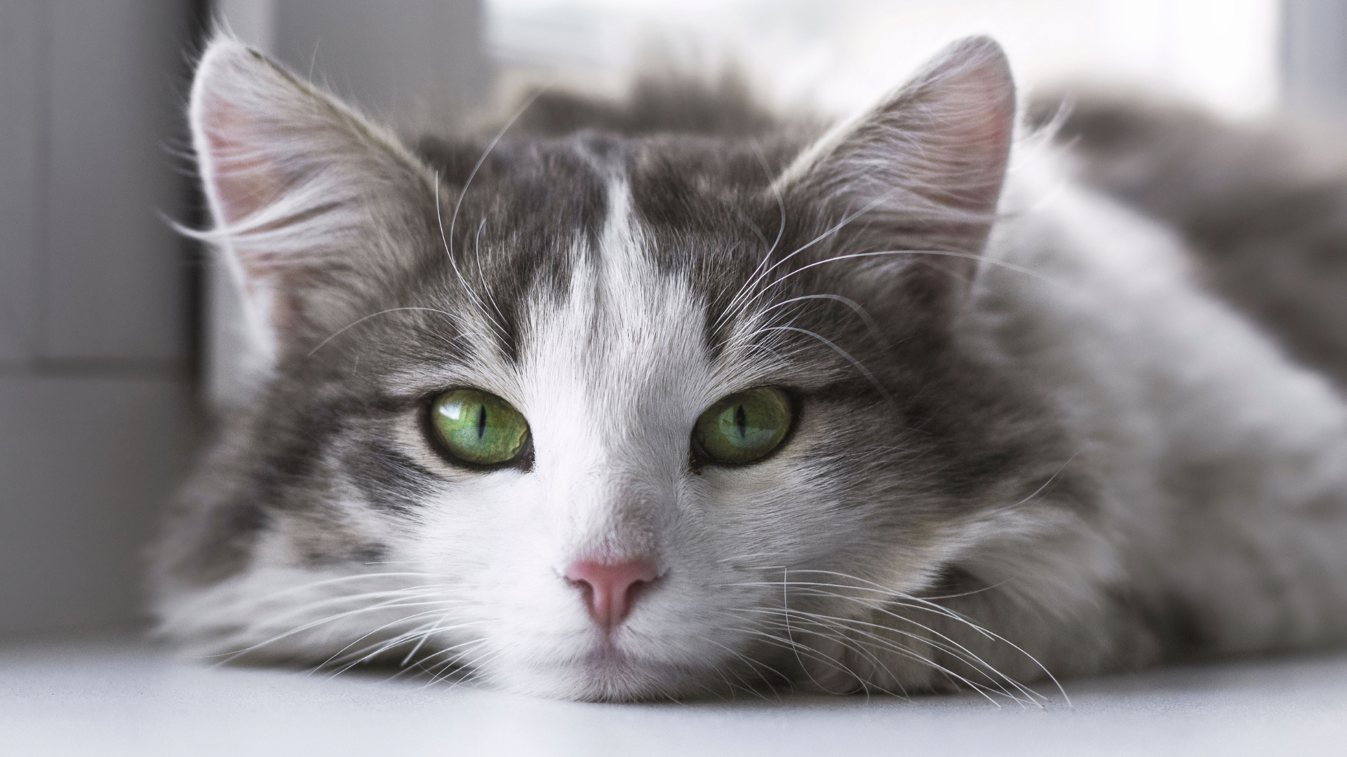 Narrow slit pupils indicate your cat is focused and concentrated