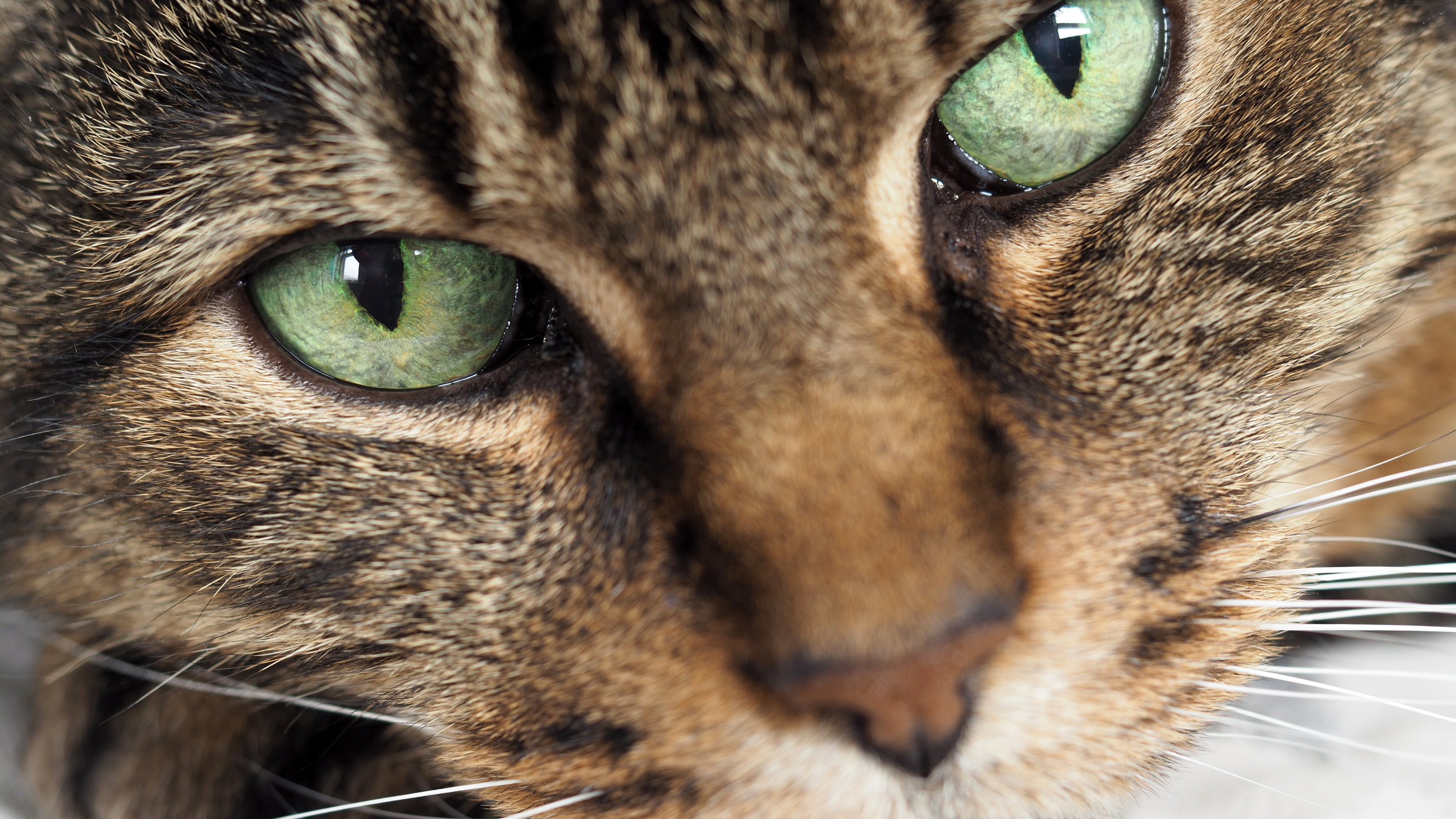 What do a cat's eyes mean?