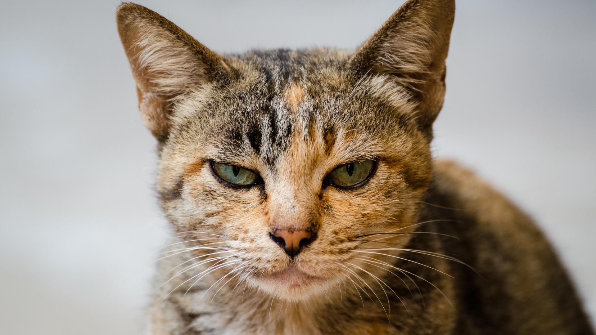 貓咪在新環境適應中