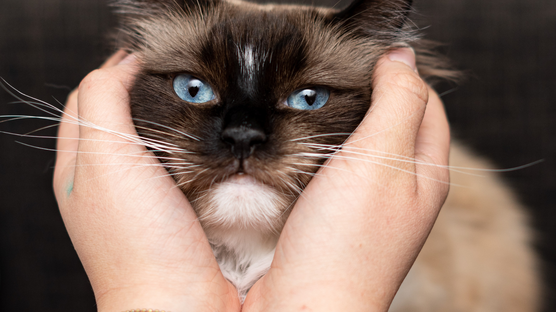 讓貓咪喜歡你最好的建議就是慢慢來