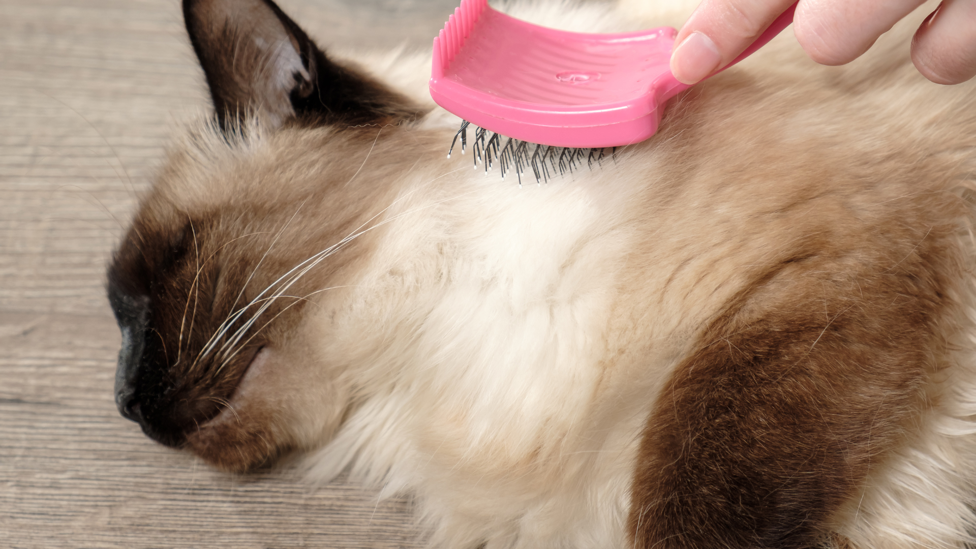 幫你的貓咪梳毛