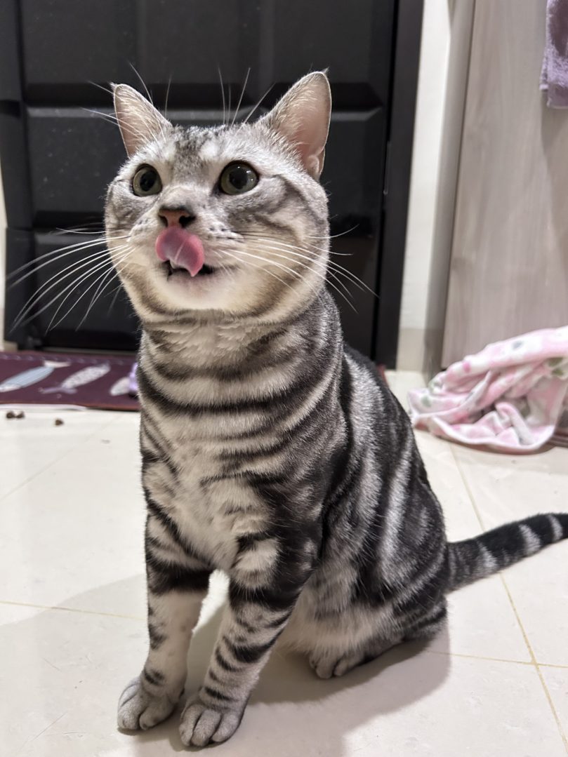 【毛小愛寵物保姆真心相談—中壢寵物保姆 哩口】4貓媽兼職當保姆，無私分享寵物行為學與知識