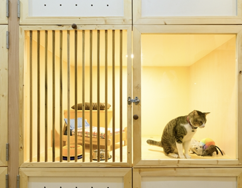 台中高品質貓旅館內部環境，貓咪在獨立房型中安心休息