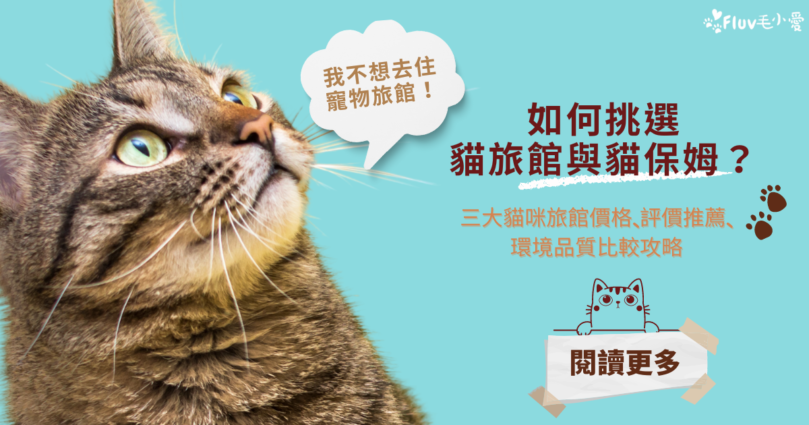 【2025最新貓旅館攻略】價格、評價、環境總整理＋貓保姆照顧比較｜毛小愛推薦
