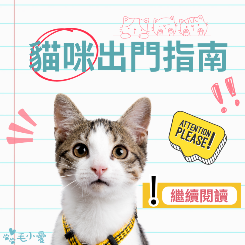 貓咪可以自己在家多久？出遠門貓咪怎麼辦？貓咪分離焦慮、暈車症狀必看三大細節一次搞懂！