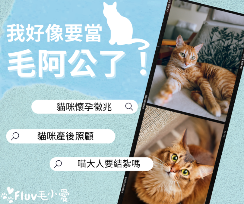 貓咪懷孕徵兆有哪些？從懷孕到產後照顧、結紮一次瞭解！