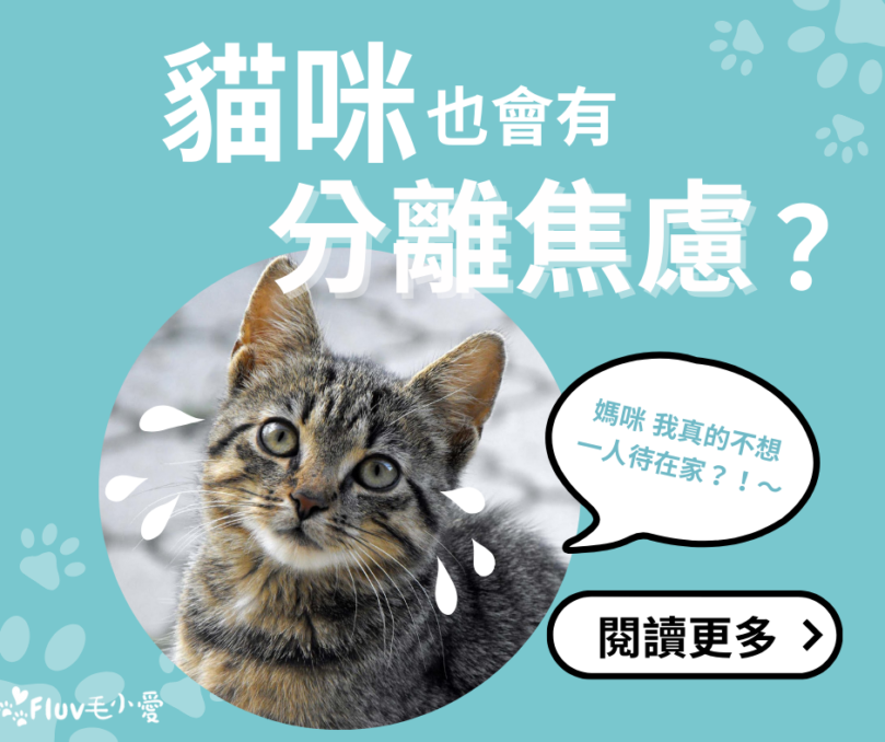 貓咪分離焦慮怎麼辦？5招緩解貓分離焦慮症狀與原因解析 – Fluv