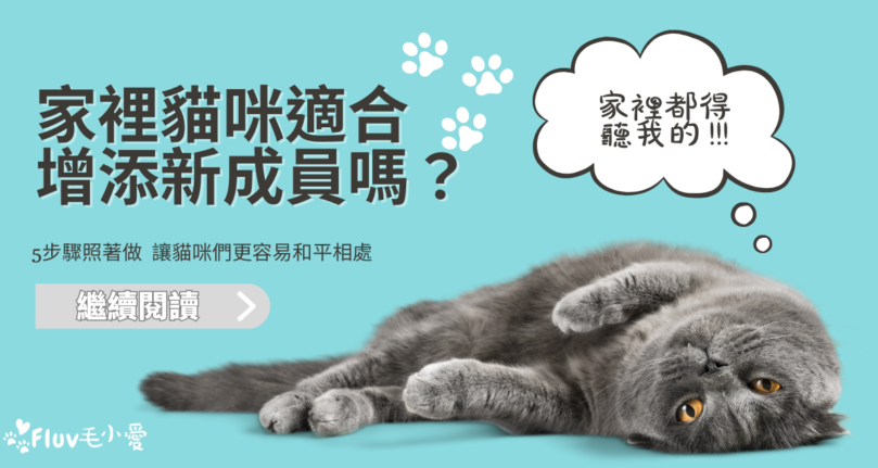 帶第二隻貓回家要注意什麼？5步驟照著做，讓貓咪們更容易和平相處