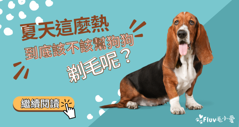 炎熱的夏天到了，到底該不該幫狗狗剃毛呢？一文解析毛髮照護技巧