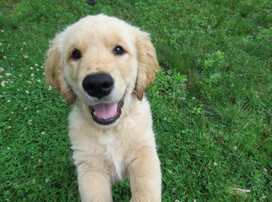 幼犬多大可以出門？