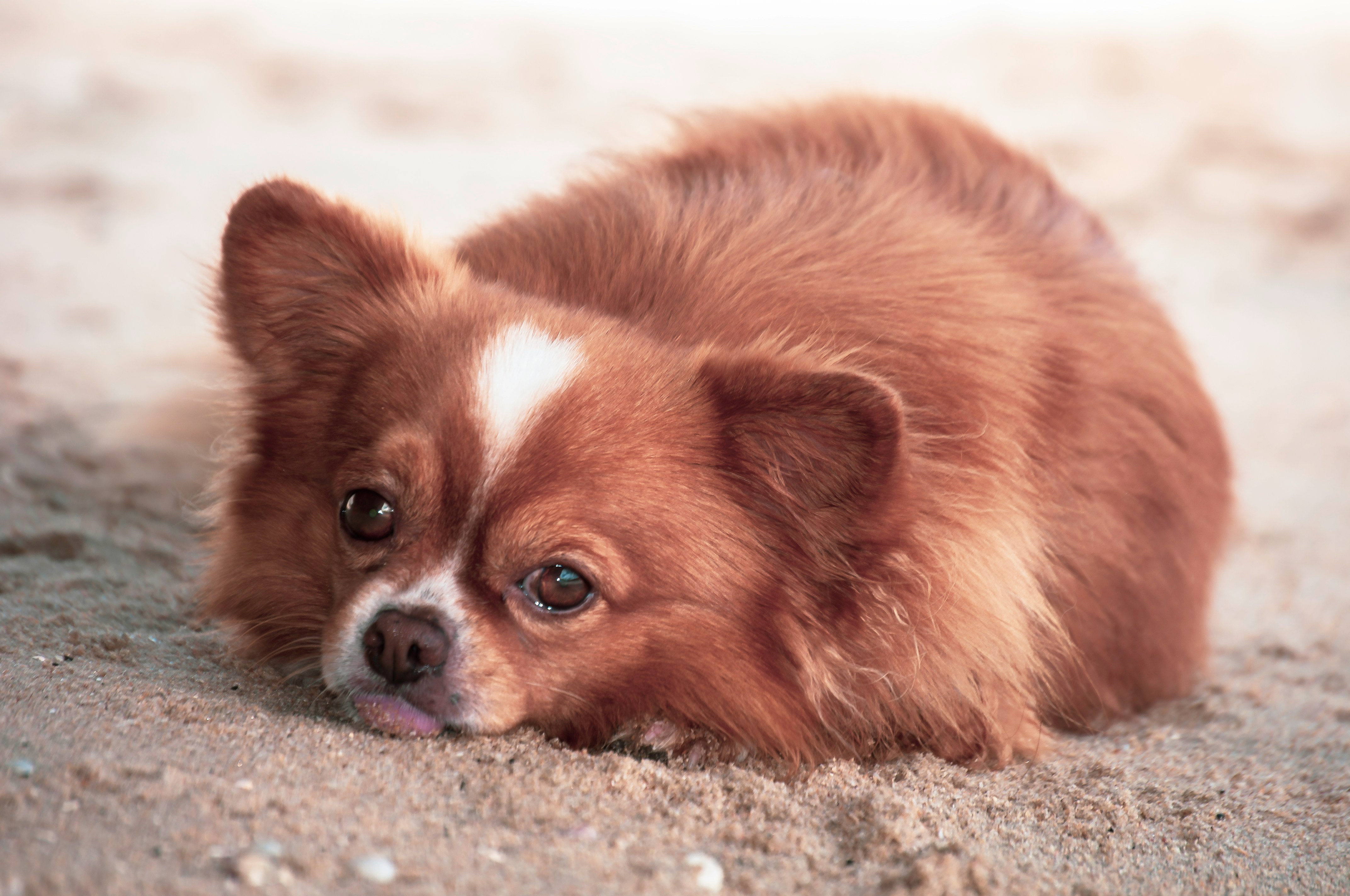 狗狗腎臟病症狀之一為厭食