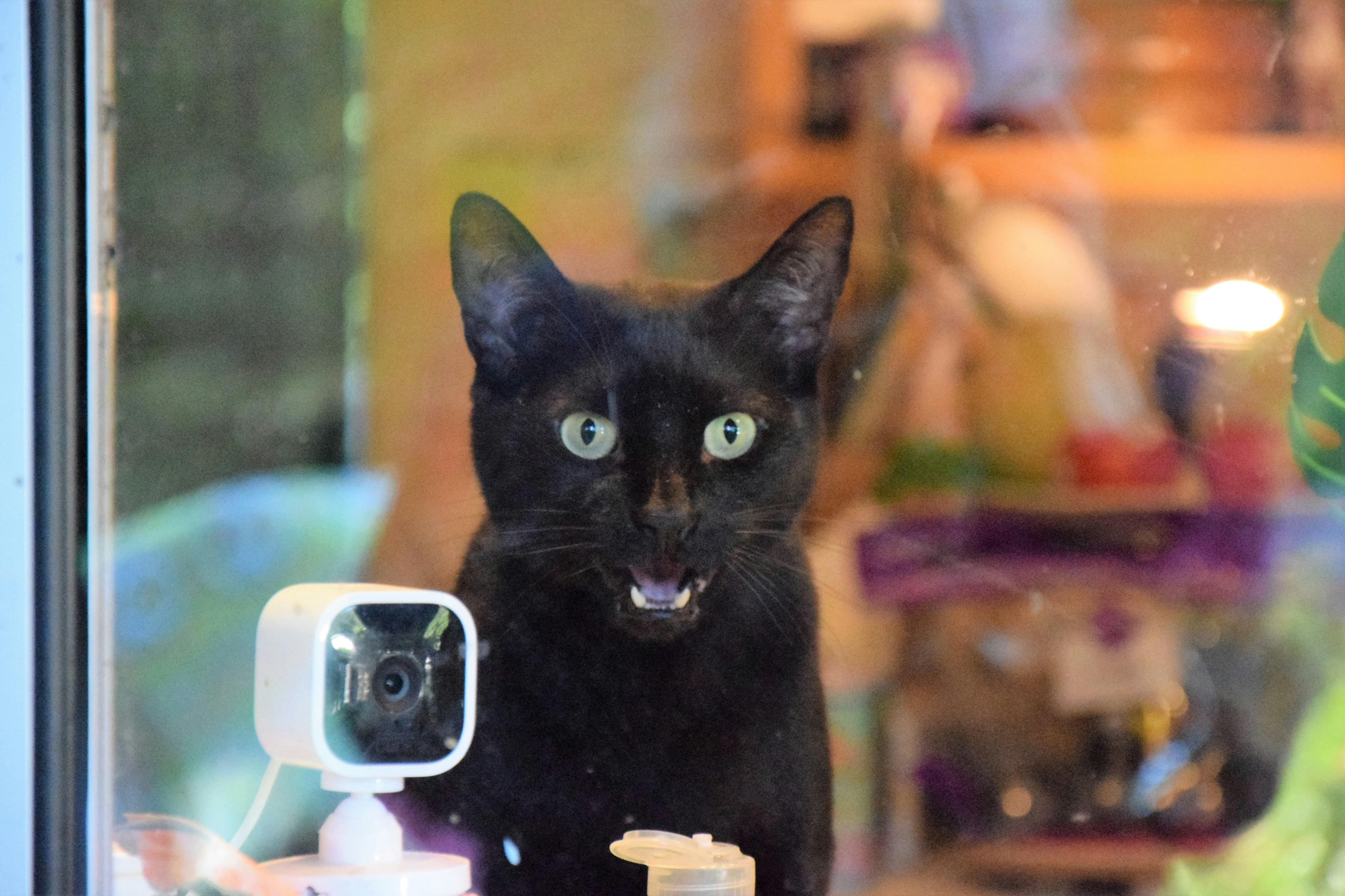 寵物互動攝影機實測