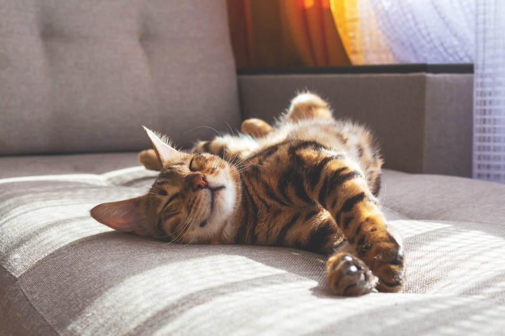 [Important announcement] Fluv sitter service quality management policy ...