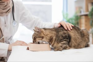 貓咪一天吃多少飼料？可依不同年齡段做區分