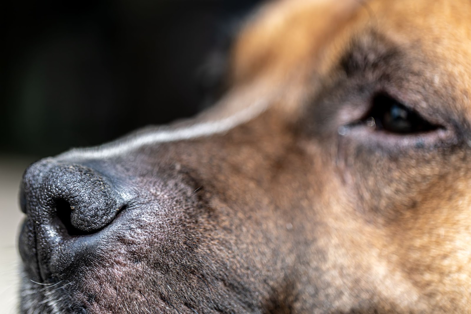 狗狗的鼻子不只對味道非常靈敏，有時候鼻子乾燥脫皮也代表著狗狗的健康隱憂
