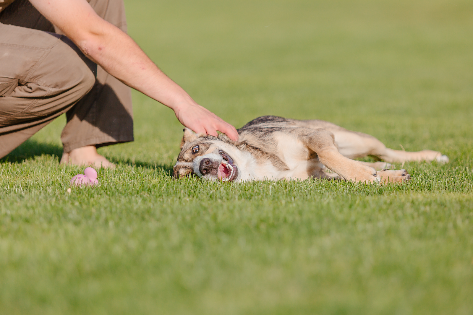 狗狗前庭症候群會讓狗狗走路不穩、難以站立