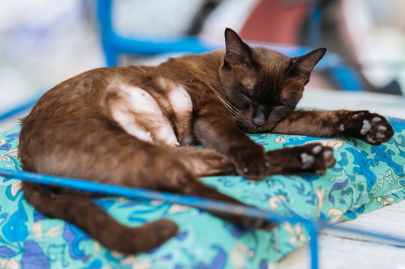 如果貓咪的睡眠時間大幅拉長，就有可能是老化的跡象，飼主要多留意喔！