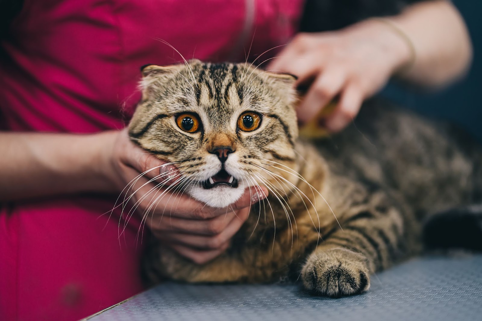 貓牙結石怎麼辦？一次瞭解貓牙結石的原因與解決方式