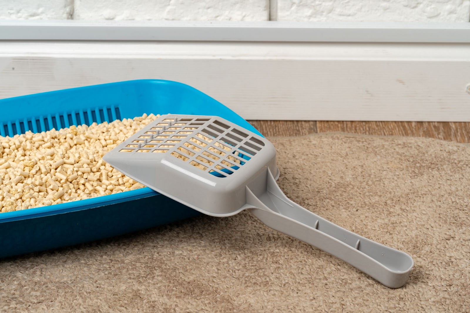 了解貓砂清潔頻率及如何正確使用貓砂