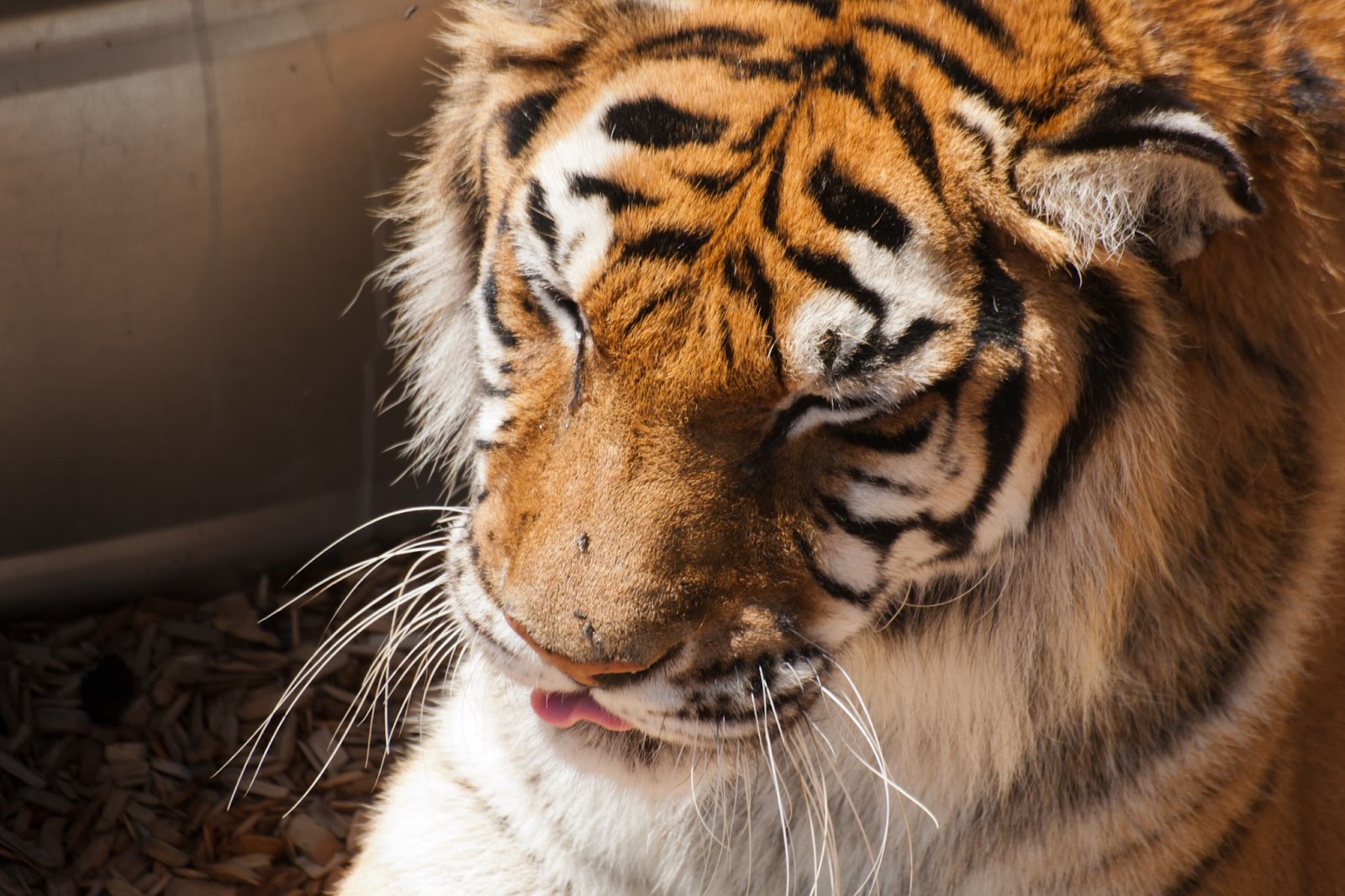 儘管許多貓科動物的行為很類似，但並非所有貓科動物都會打呼嚕喔！