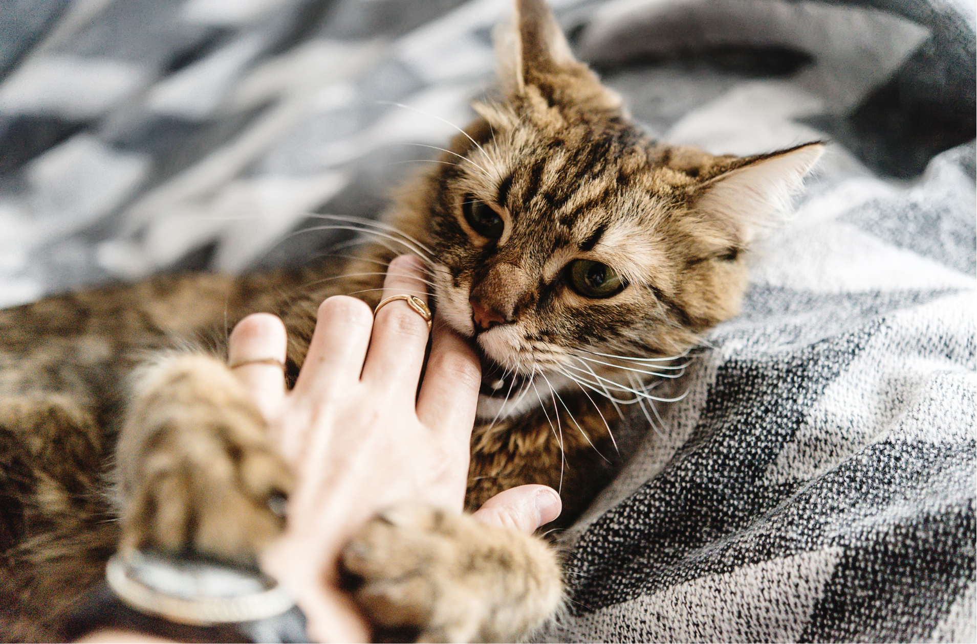 攻擊型貓的住宿解法