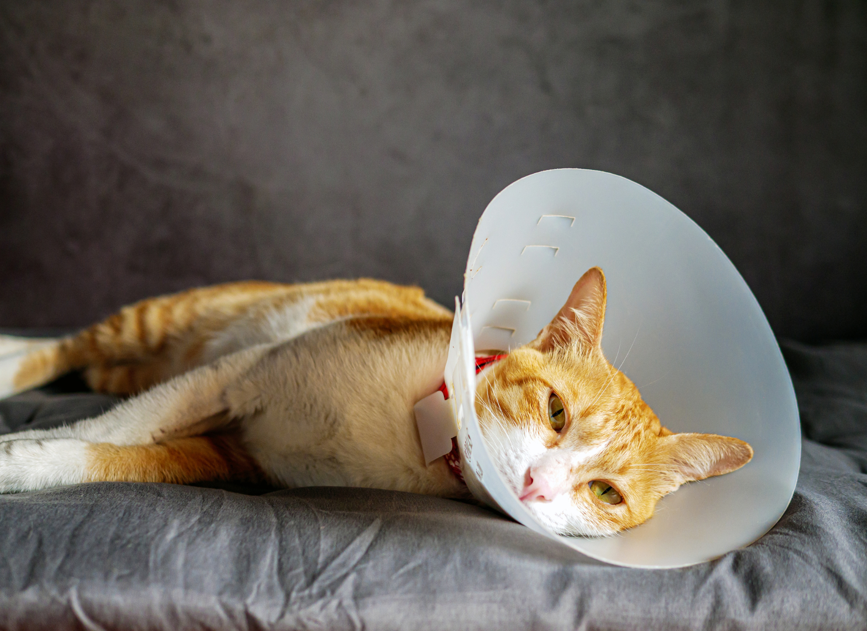 Cat post-surgery boarding and in-home care