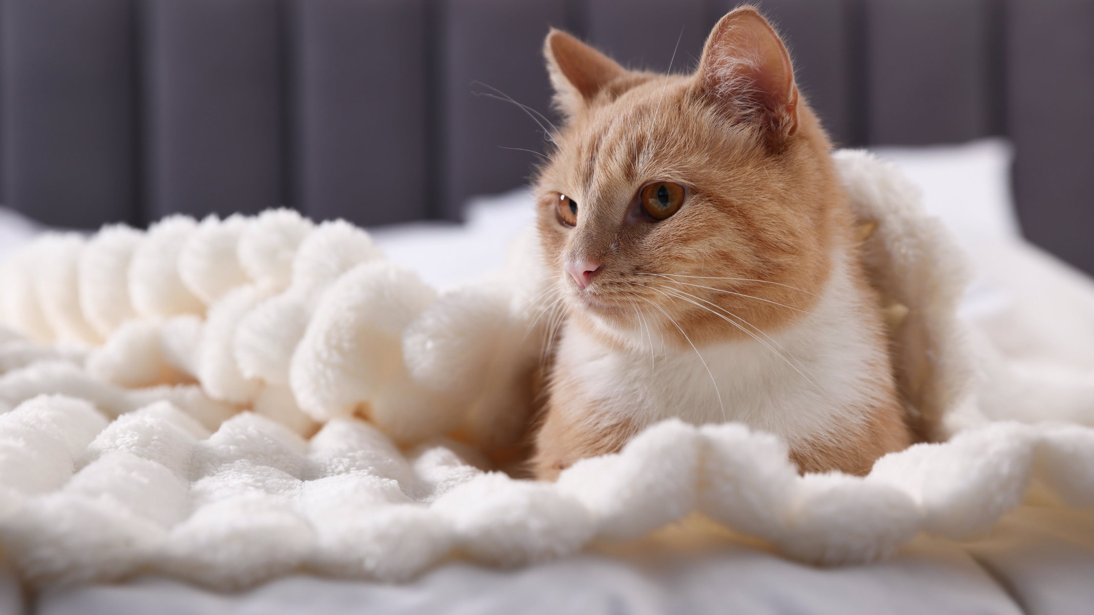 In-home care sitter: logging a senior cat's meals and medication to minimize stress from unfamiliar environments