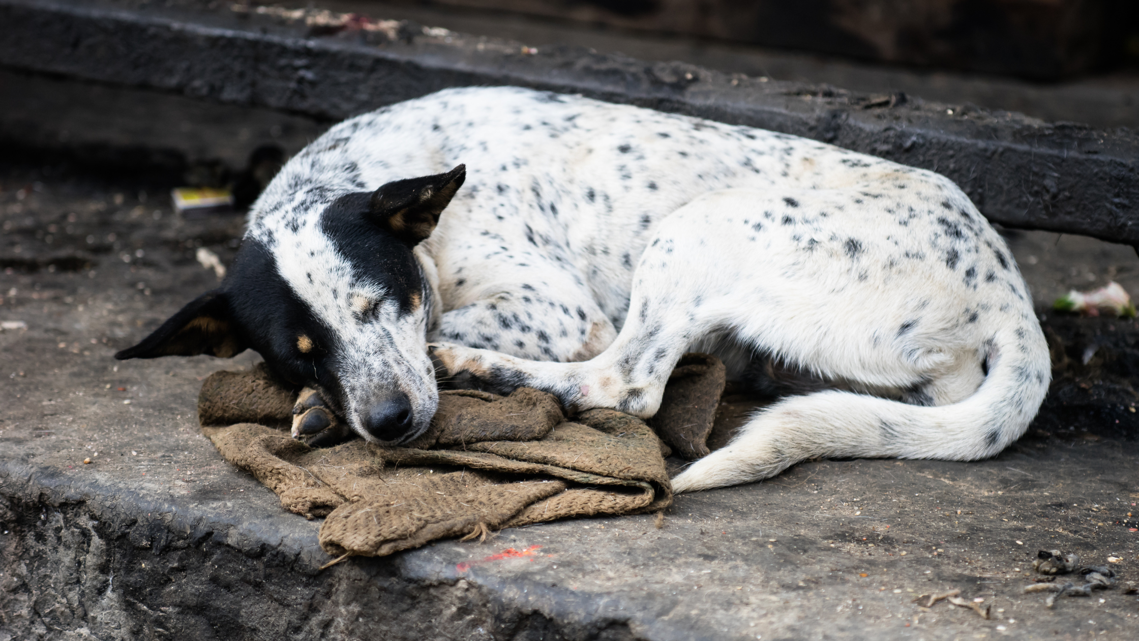 狗狗肚子脹氣怎麼辦？
