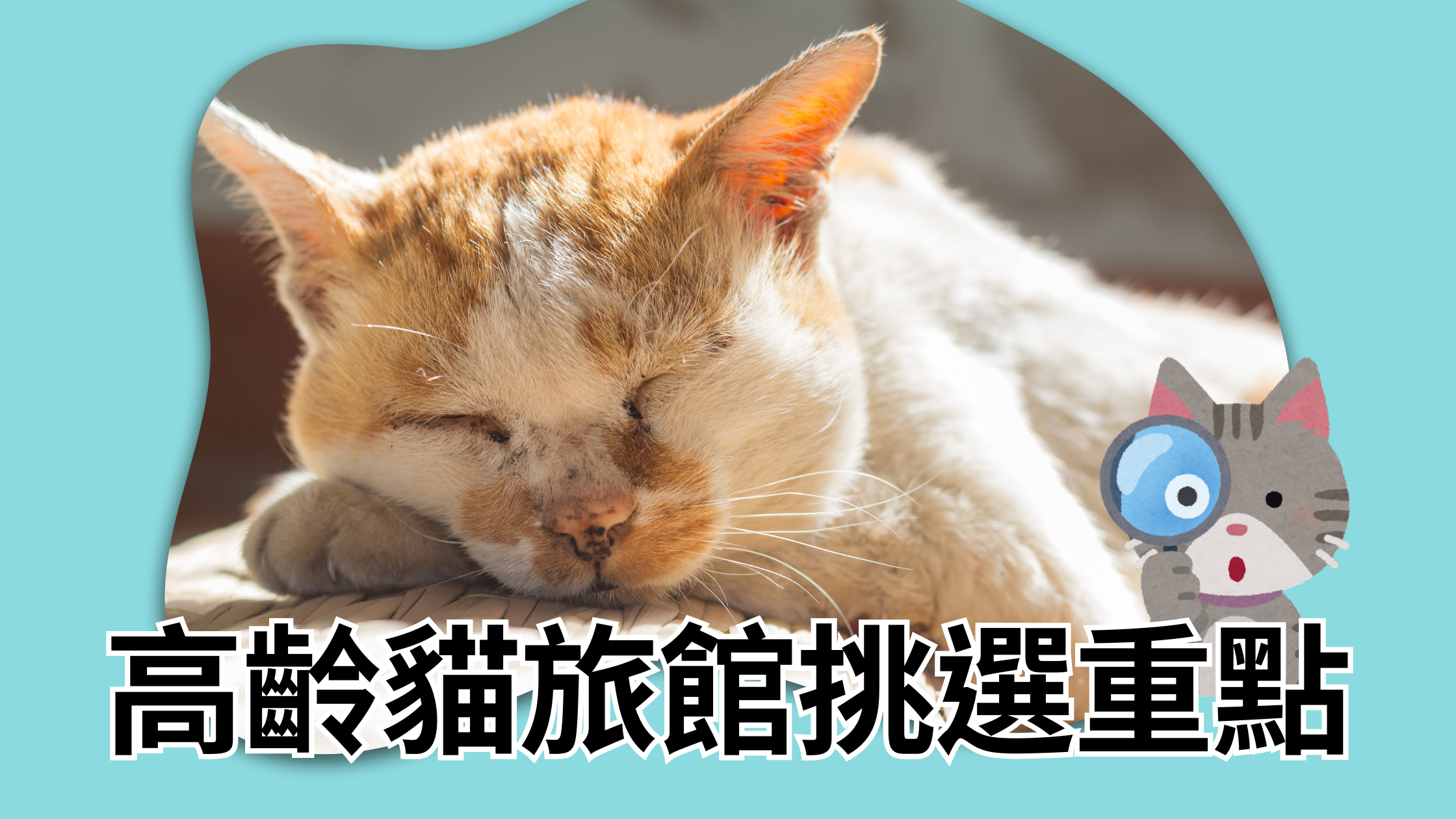 高齡貓旅館示意：低平台包廂、低門檻砂盆與防滑墊，老貓安靜休息