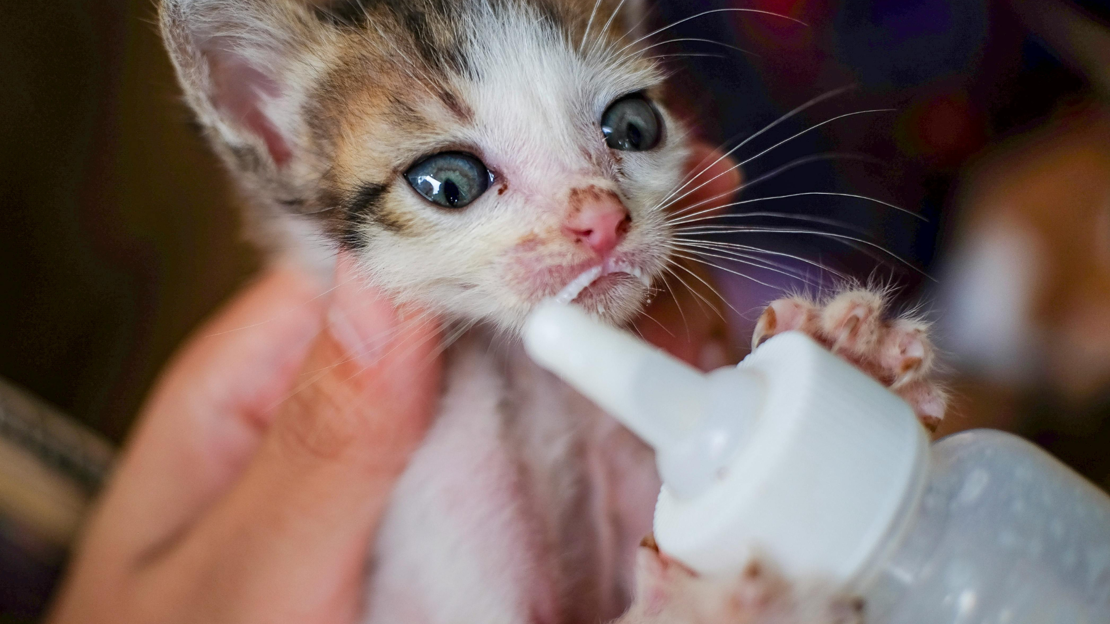幼貓寄宿注意事項：剛斷奶幼貓在陌生環境需要更多陪伴
