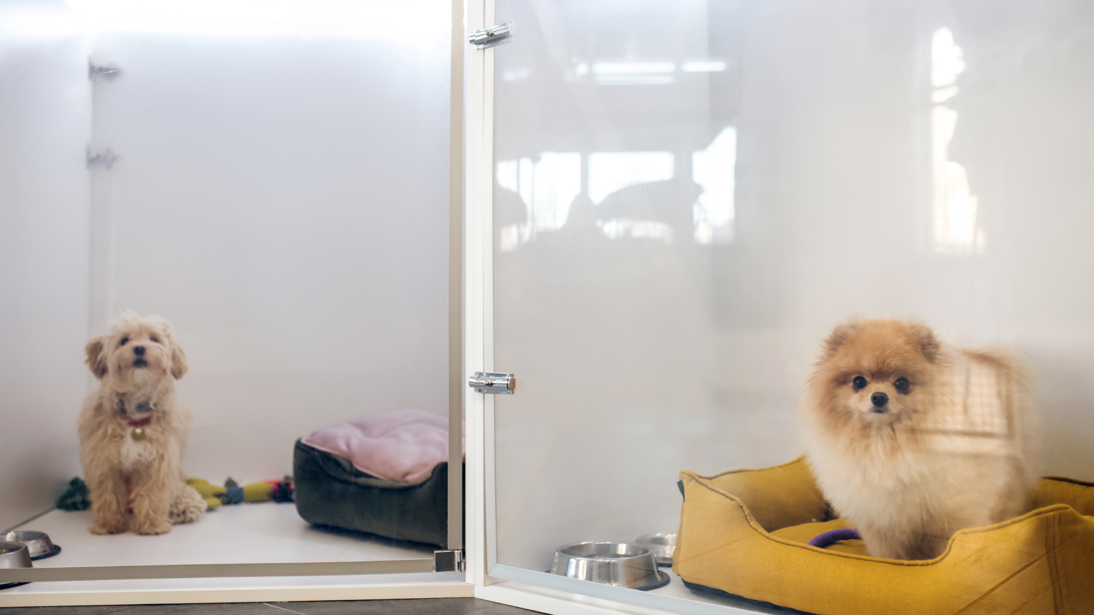 桃園寵物旅館與保姆的住宿價格行情：貓咪與狗狗依照體型與公斤數的收費區間