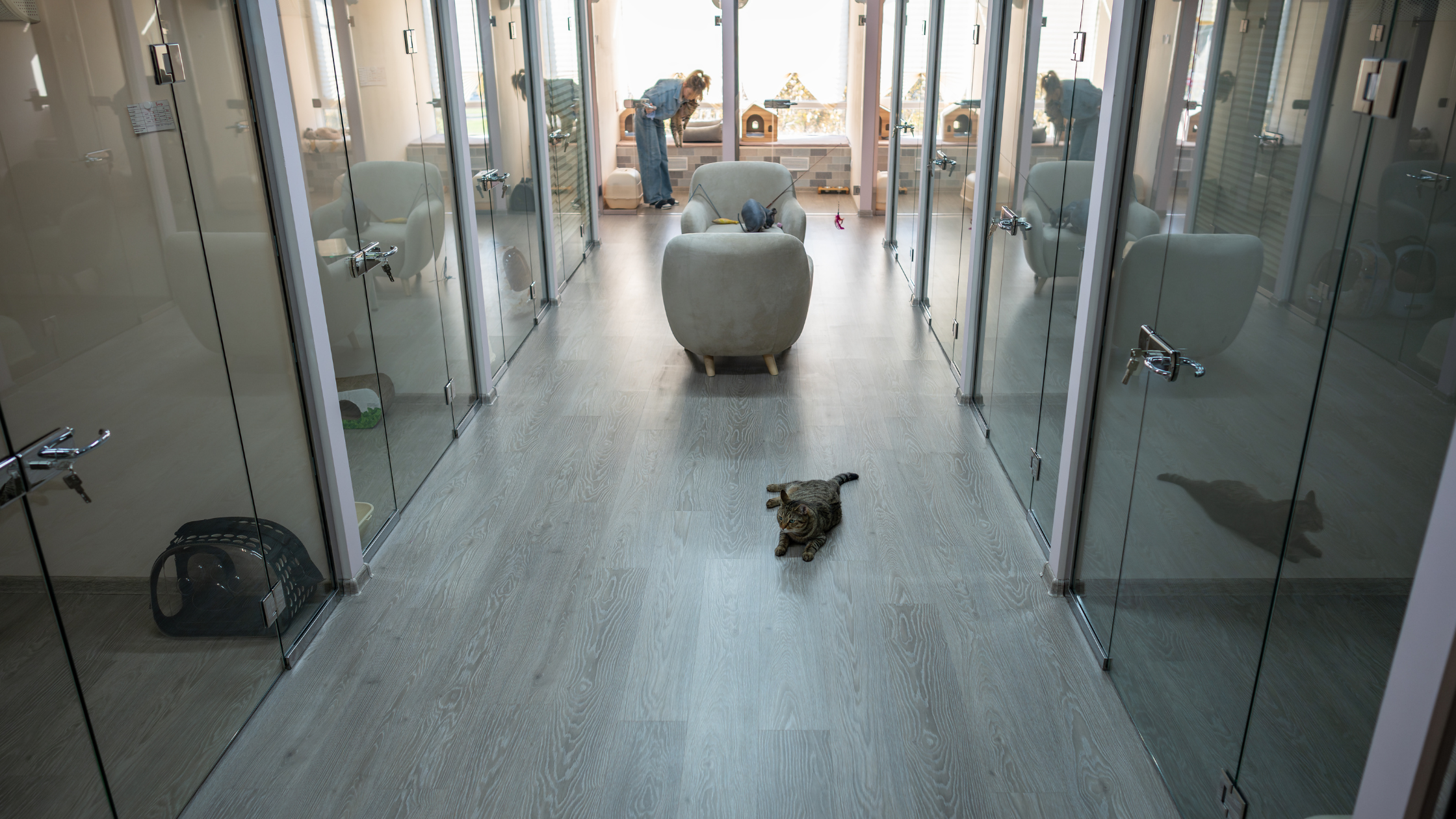 台中不關籠寵物旅館：寬敞透明的貓咪獨立房與舒適公共活動空間