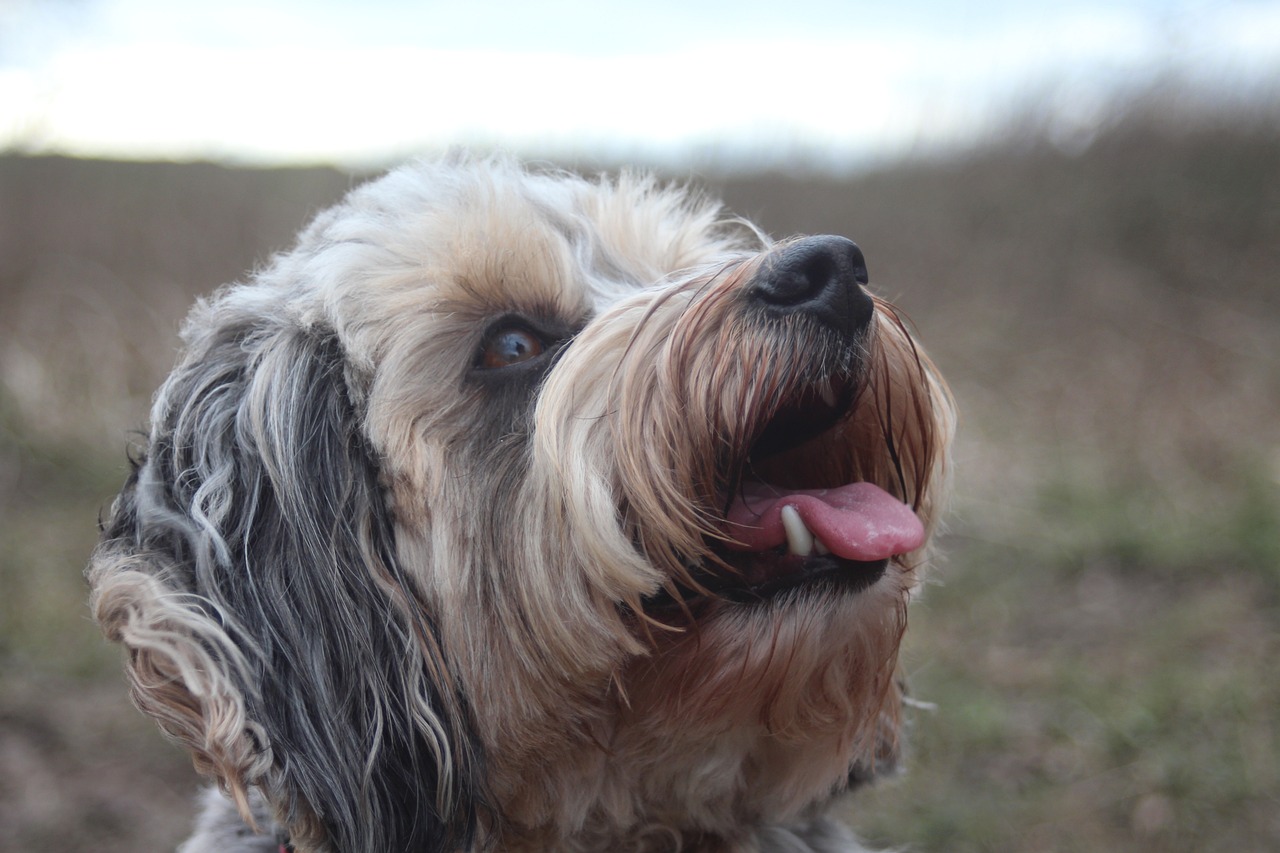 tiny puppy opening eyes for the first time
