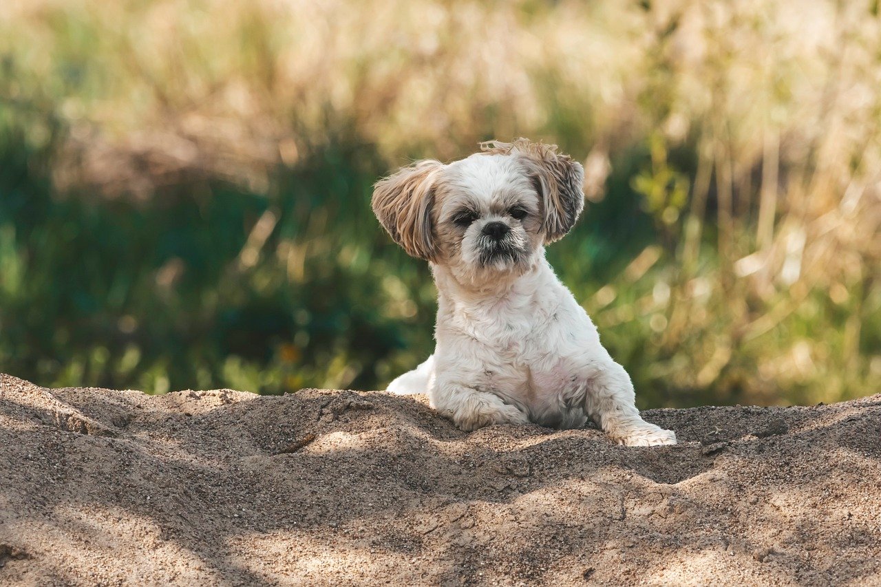 large breed puppy and small breed puppy playing together