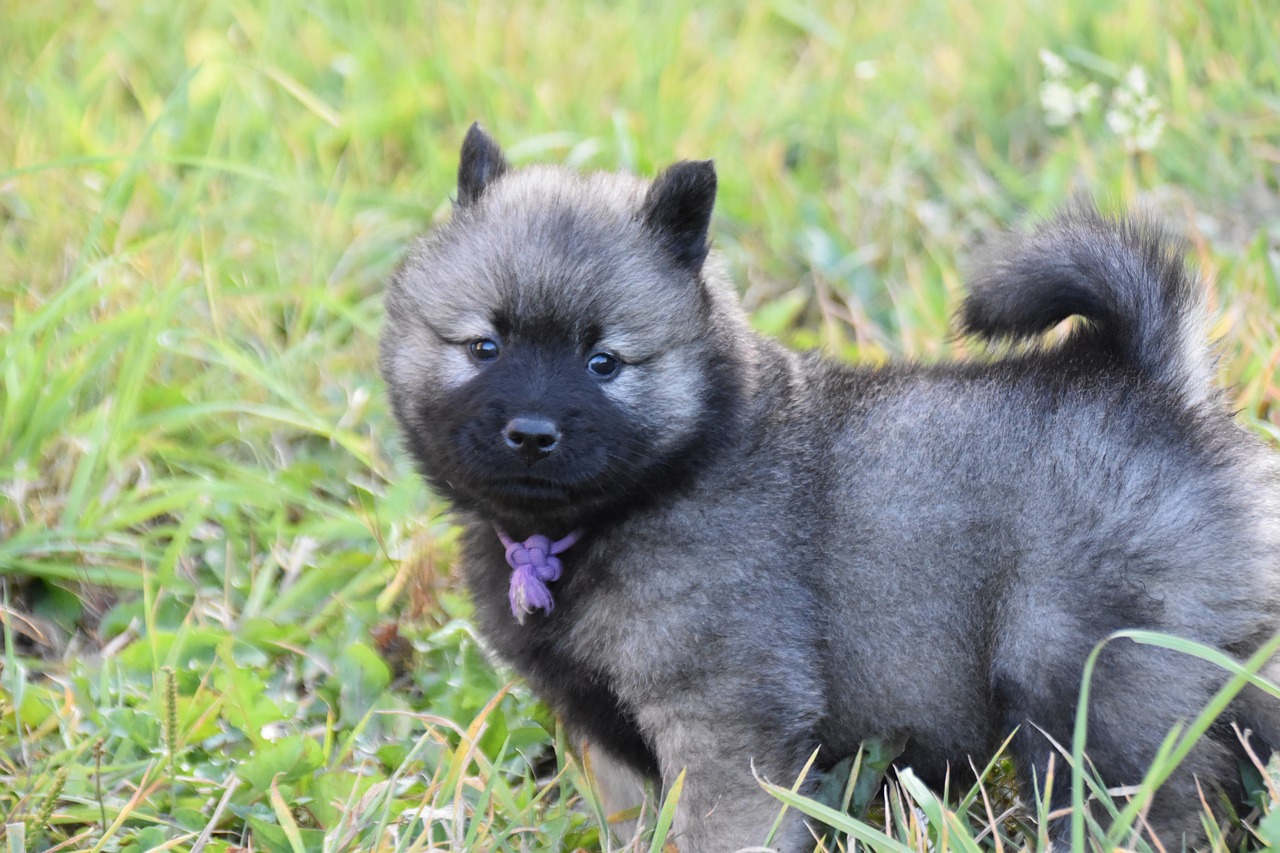 happy dog owner walking with puppy in a park