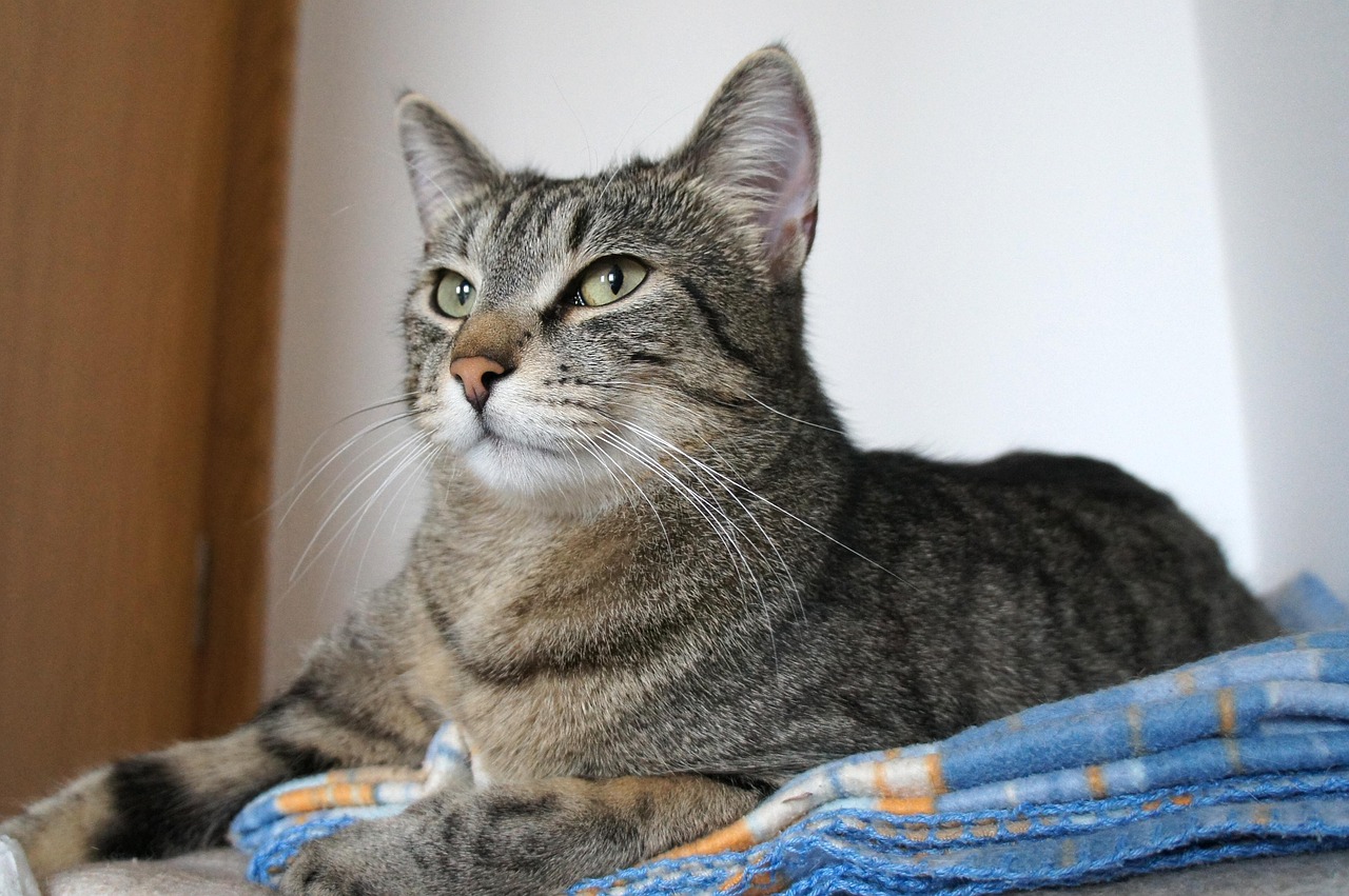 happy cat resting on cozy bed at home