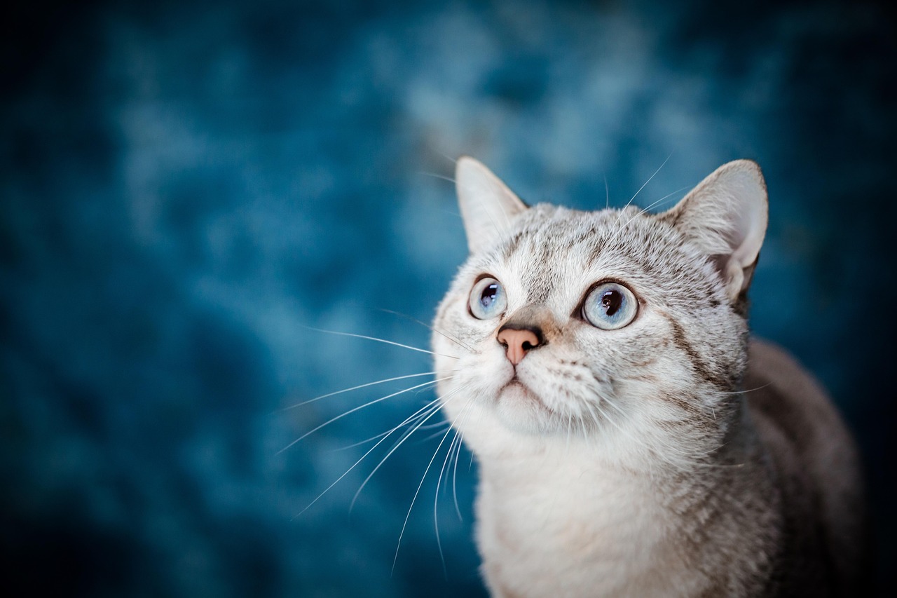 cat owner preparing fresh cat food in clean kitchen