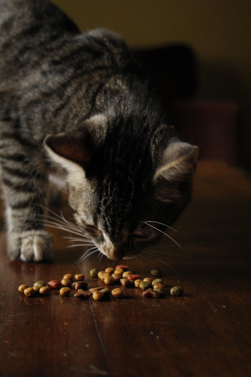 貓咪飼料成分大解密：你該避開的有害成分與正確挑選指南