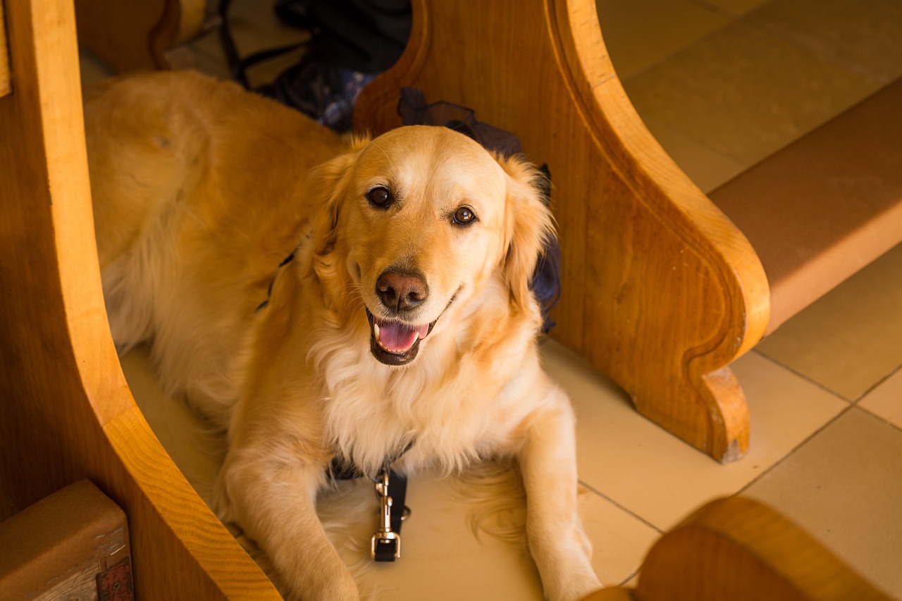veterinarian examining golden retriever at clinic