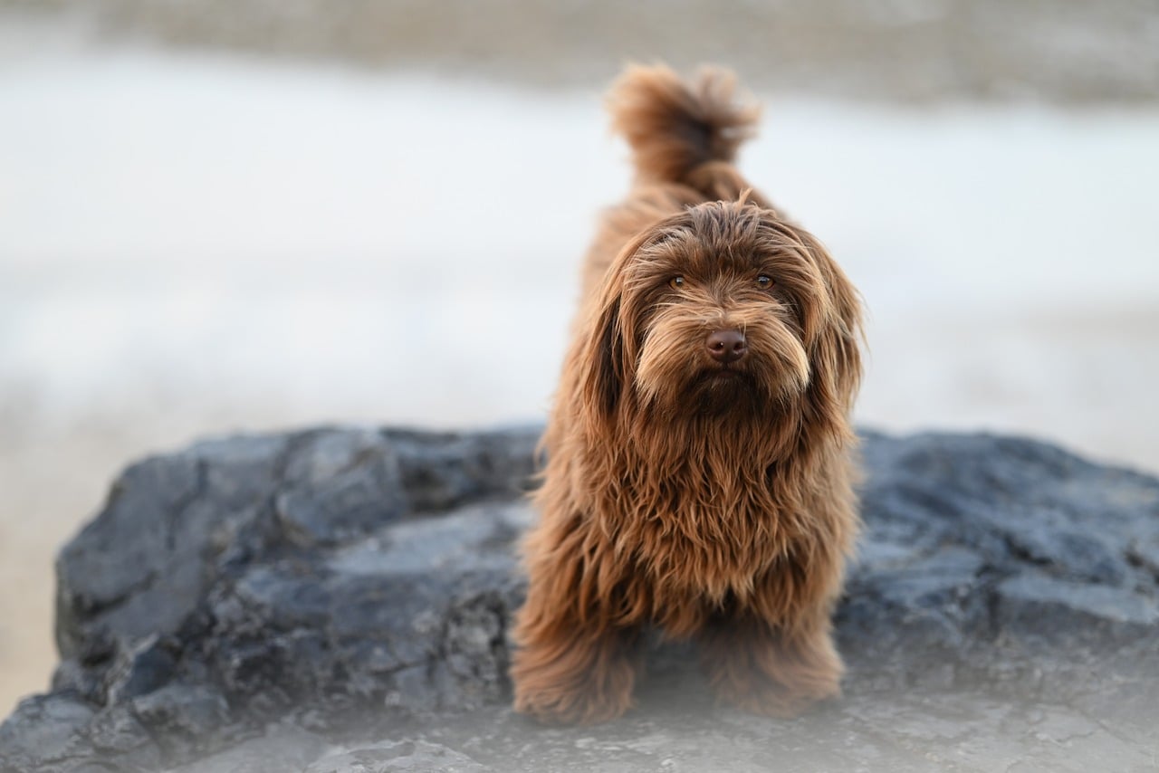 犬糖尿病分為哪兩種類型？