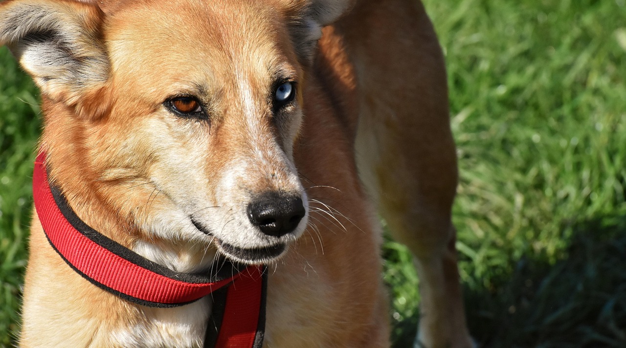 different types of hypoallergenic dog food